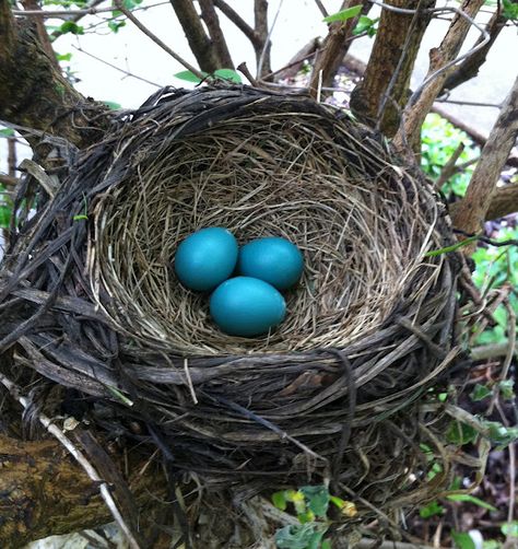 Dad showed me many a nest full of eggs.  He was so tuned in to nature. Nest Pictures, Robin Eggs, Egg Nest, Science Lesson, Beautiful Ocean Pictures, World Birds, Spring Birds, Bird Eggs, Fabric Collage