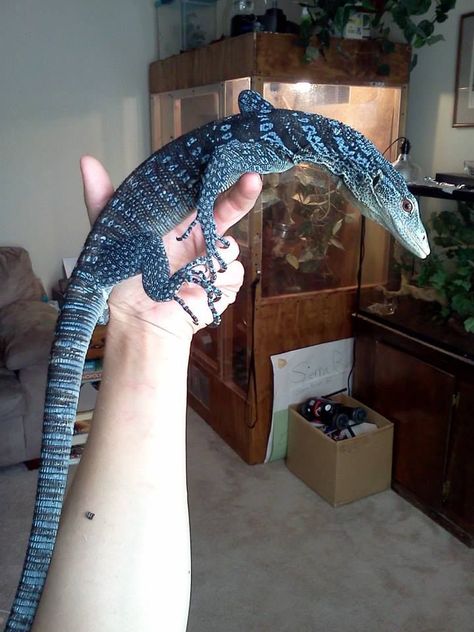 Blue tree monitor | The Reptile Whisperer Blue Tree Monitor, Pet Lizards, Reptile Room, Monitor Lizard, Rabbit Cages, Reptile Terrarium, Cute Reptiles, Reptile Snakes, Blue Boy