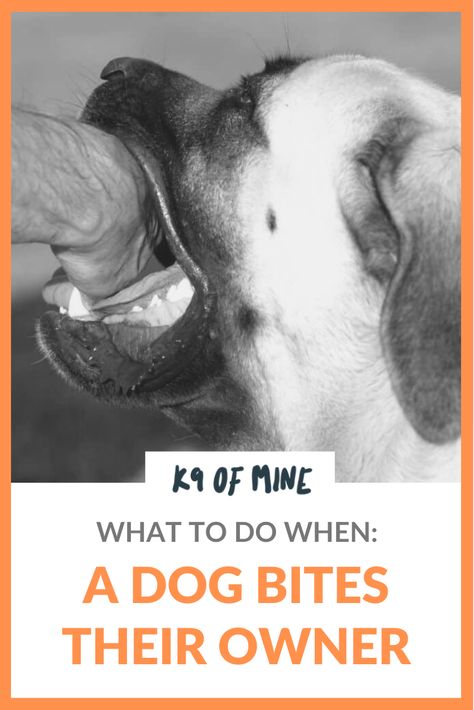 What to Do When a Dog Bites Their Owner. Getting bit by your dog is a frightening experience. We'll help you try to figure out why it happened and plan your next steps. #dogs #dogbites #dogaggression #dogdangers #doghelp #dogtraining Dog Pee Smell, Puppy Training Biting, Dog Bite, Dog Pee, Aggressive Dog, Dog Safety, Dog Help, Dog Biting, The Aftermath