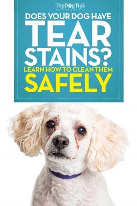 Tear Stain Removal Dogs, Doodle Cuts, Cut Dog Nails, Dog Tear Stains, Dog Biscuit, Dog Grooming Tips, Biscuit Recipes, Havanese Puppies, Havanese Dogs