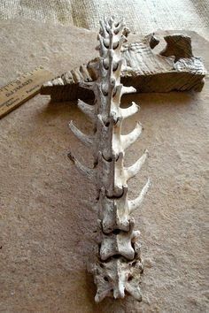 Spine Vertebrae, Bone Sculpture, Boss Monster, Become More Flexible, Sternocleidomastoid Muscle, Posture Fix, Forward Head Posture, Taxidermy Art, Gray Whale