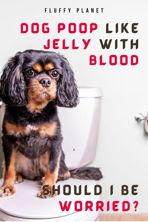 Dog Poop Like Jelly With Blood: Should I Be Worried? Dog Has Diaherra, How To Stop Diaherra In Dogs, Puppy Diaherra, Dog Diaherra, Dog Diaherra Remedies, Diahrea Remedies, What To Feed Dogs, Morkie Dogs, Meds For Dogs