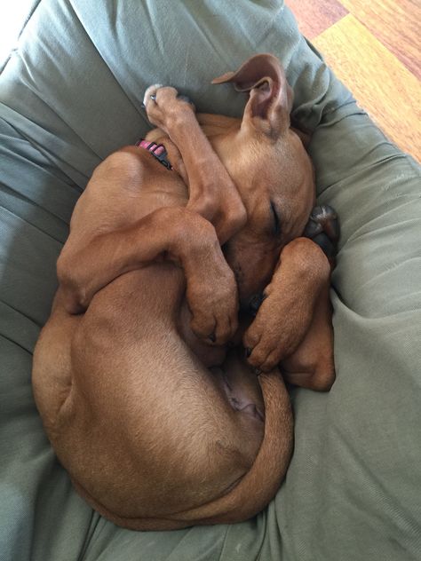 Sleeping positions of the Ridgebacks! Love them. Rhodesian Ridgeback Puppies, Rhodesian Ridgeback Dog, Hound Puppies, Lion Dog, Rhodesian Ridgeback, Sleeping Positions, Sleeping Dogs, Puppy Pictures, Beautiful Dogs