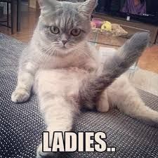 cat #animal #sexual #tail #boner #hilarious #hashtags #la… | Flickr Kiss Funny, Meme Chat, Scary Cat, Silly Cats Pictures, Cat Tail, Funny Cat Pictures, Funny Cute Cats, Funny Cat Videos, Silly Cats