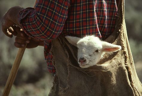 Sometimes He carries us. Counting Sheep, Baby Lamb, Sheep Farm, Sheep And Lamb, The Good Shepherd, Baby Goats, Psalm 23, The Shepherd, 귀여운 동물