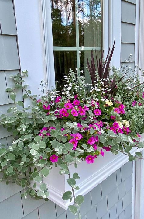 My window box display (Wareham, MA) House With Window Boxes, Window Boxes Summer, Front Planters, Window Baskets, Box Planters, Window Box Plants, Shed Windows, Window Box Garden, Plants Uk