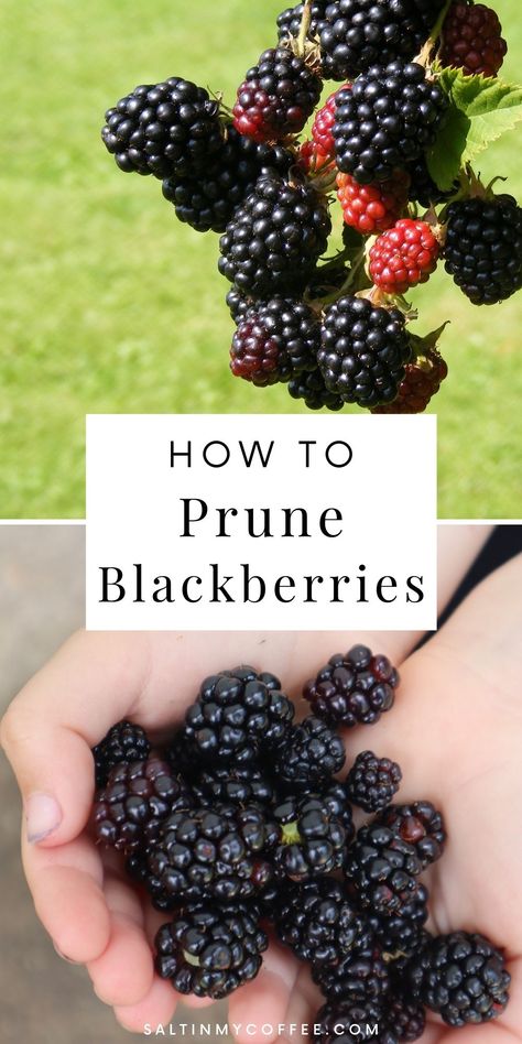 Blackberry bushes covered with blackberries Pruning Blackberries, Blackberries Growing, How To Grow Blackberries, Blackberry Garden, Grow Blackberries, Garden Berries, Blackberry Bushes, Glowing Garden, Plantarea Legumelor