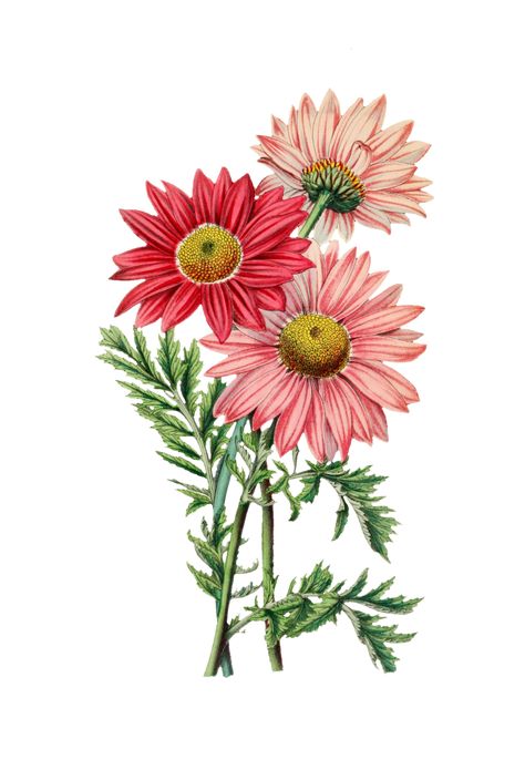 Flower Blossom Vintage Art Free Stock Photo - Public Domain Pictures Aster Flowers, Garden Clipart, Aster Flower, Image Vintage, Art Nouveau Antiques, Antique Botanical Print, Daisy Painting, Flowers Digital, Watercolor Plants