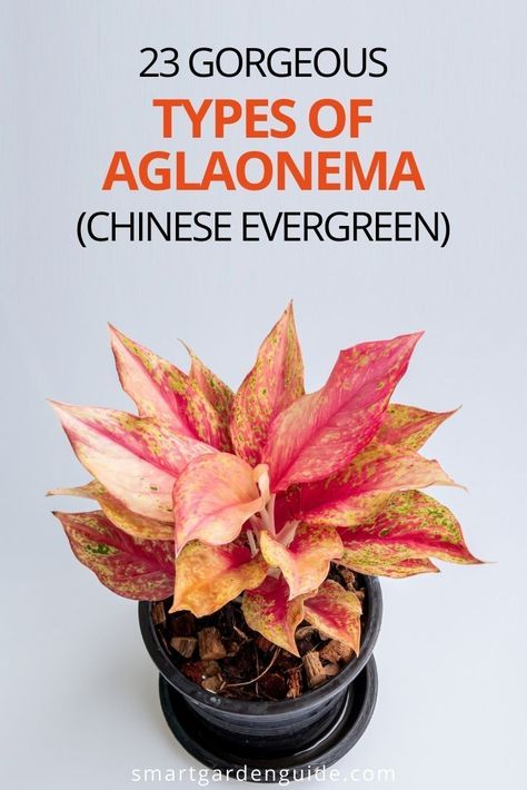 Aglonema Plant Care, Chinese Evergreen Plant Varieties, Aglonema Plant Variety, Agloenema Plants, Houseplant Identification, Aglaonema Varieties, Potted Plants For Shade, Aglaonema Plant, Chinese Evergreen Plant