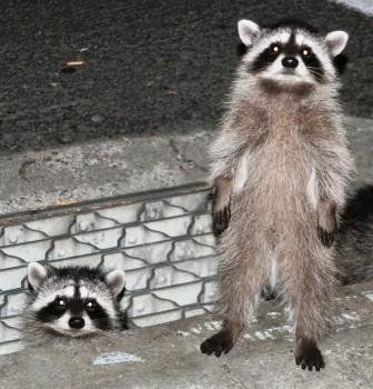 @Cho Velez this makes me think of the Henry Dogg for some reason... Raccoon Pictures, Trash Pandas, Raccoon Meme, Beautiful Wildlife, Pet Raccoon, Pet Memes, Cute Raccoon, Raccoon Funny, Animals Pictures