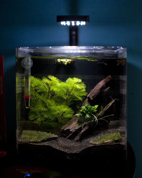 4 gallon tank, Oceanic Systems, Inc. Evolve 4 - LED Light Aquarium Kit, aprox $55: good betta tank, live plants, 2" of Black Blasting Sand, Flora - Anubias Nana Petite, Green Cabomba, Mini X-Mas Moss, Pumpkin Shrimp, driftwood. Your betta will display beautiful swimming, flaring and exploring behavior in these larger tanks that you may not see when they are kept in smaller habitats. Fish Tank Terrarium, Fish Tank Design, Betta Aquarium, Aquarium Driftwood, Aquarium Terrarium, Nano Aquarium, Shrimp Tank, Ikan Koi, Betta Tank