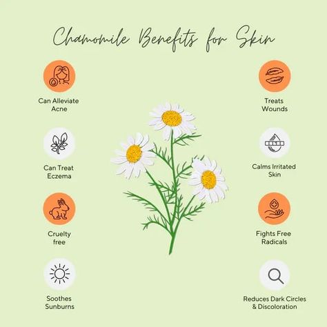 8 medically backed chamomile benefits for skin. Chamomile Benefits, Glowy Skincare, Chamomile Plant, Acne Prone Skin Care, Soothe Sunburn, Vanilla Essential Oil, Homemade Beauty, Skin Benefits, Moisturizer For Dry Skin