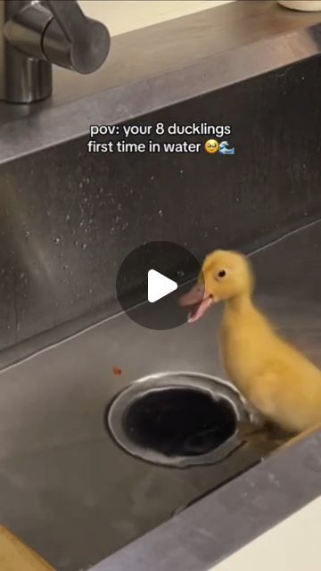 𝗛𝗮𝗽𝗽𝘆 𝗗𝘂𝗰𝗸𝘀 on Instagram: "Ducklings first swim 🥹 - 📽️ gracelyonboudoin 💛 - #duck #ducks #ducksofinstagram #wholesome #cute #cute #cuteanimals #cutenessoverload" Baby Ducks Cute, Duck Pfp, Ducks Swimming, Duck Pictures, Cute Ducklings, Minimalist Interior, Cuteness Overload, Swimming, Cute Animals