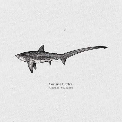 #threshershark #sharkdrawing #commonthresher  #wildlife #drawinblack_ #moodofdrawing #marineart #freedoms #sharks #tattooideas Shark Pottery, Sea Tattoos, Shark Tooth Tattoo, Sea Life Tattoos, Shark Stuff, Thresher Shark, Shark Painting, Realism Tattoos, Shark Photos