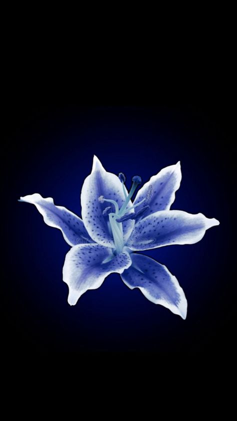 Blue flower black wallpaper trending hibiscus Flower Lockscreen, Black Flowers Wallpaper, Plain Wallpaper Iphone, Flowers Black Background, Blue Flower Wallpaper, Pretty Phone Wallpaper, Flower Iphone Wallpaper, Nothing But Flowers, Iphone Wallpaper Photos