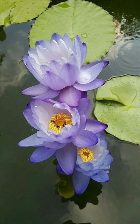 Water Lilies Art, Lotus Flower Pictures, Purple Water, Virtual Flowers, Lily Painting, Bird Bath Garden, Indian Flowers, Lotus Art, Flower Landscape