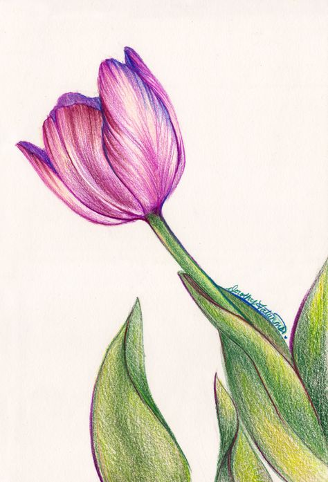 Purple Tulip in Colored Pencil Art Print by dorothyfatunmbi - X-Small Colored Pencil Art, Color Pencil Sketch, Color Pencil Illustration, Prismacolor Art, Flower Drawing Tutorials, Tulip Painting, Colored Pencil Artwork, Colored Pencil Techniques, Sharpie Art