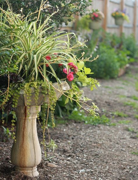 Do this in the bird bath I have sitting in the back yard! Bird Bath Planter, Fall Container Gardens, Bird Bath Garden, Bird Baths, Garden Containers, Bath Ideas, Container Gardens, Neat Ideas, Dream Backyard