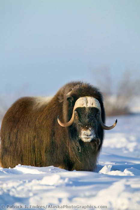 Bull Musk Ox on Alaska's snowy Arctic Coastal Plain. Alaskan Wildlife, Antarctic Animals, Alaska Photos, North American Animals, Longhorn Cattle, Musk Ox, Coastal Plain, Cow Pictures, Mountain Goat