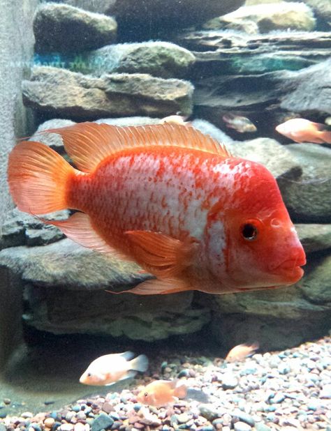 Midas cichlid - Shedd Aquarium Midas Cichlid, American Cichlid, South American Cichlids, Ikan Air Tawar, Cichlid Fish, Shedd Aquarium, Tropical Freshwater Fish, Sea Photo, African Cichlids