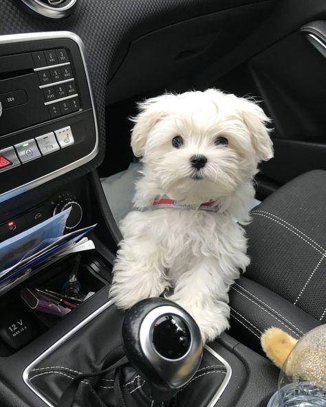 White Maltese Puppy, Bichon Maltese, Puppy Maltese, Morkie Puppies, Puppy Mom, Teacup Maltese, Super Cute Puppies, Very Cute Dogs, Puppies And Kitties