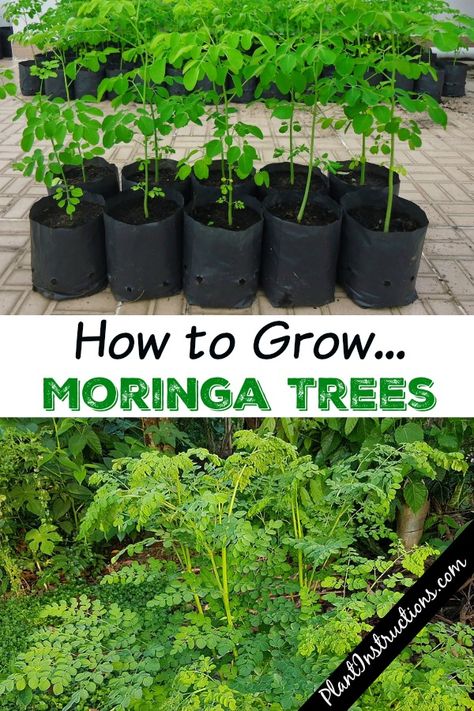 How to Grow Moringa Trees – Plant Instructions Hawaii Plants, Moringa Products, Moringa Plant, Moringa Oleifera Tree, Moringa Benefits, Moringa Seeds, Moringa Tree, Diy Herb Garden, Herb Garden Design