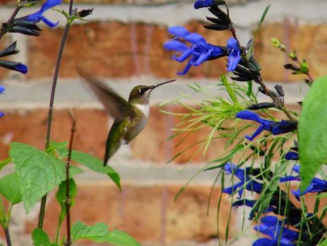 Hummingbirds Are Requesting 'Black & Blue' Salvia - Rotary Botanical Gardens Black And Blue Salvia, Hummingbird Plants Perennials, Hummingbird Photos, Hummingbird Plants, Creature Of Habit, Indoor Greenhouse, Hummingbird Garden, Container Gardening Vegetables, How To Attract Hummingbirds