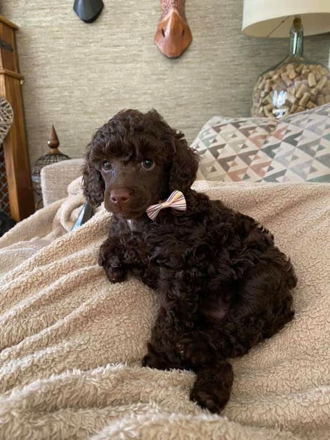 Chocolate Mini Poodle, Mini Poodle Full Grown, Chocolate Toy Poodle, Chocolate Standard Poodle, Brown Toy Poodle, Brown Poodle, Moyen Poodle, Brown Toy Poodle Aesthetic, Black Standard Poodle Aesthetic