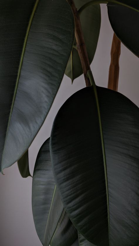 Deep Green Wallpaper Iphone, Dark Green Plants Aesthetic, Plants Dark Aesthetic, Deep Green Aesthetic, Ficus Plant, Green Leaves Wallpaper, Leaves Wallpaper Iphone, Coffee Plants, Wallpaper Plants