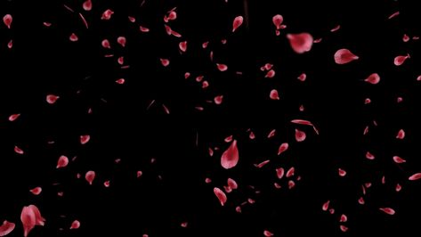 Flowers Overlay For Edits, Flower Overlays For Edits Png, Rose Petals Falling Video, Red Amino Theme Background, Rose Petals Background, Rose Overlay, Texture Png, Overlays Picsart, Texture Graphic Design