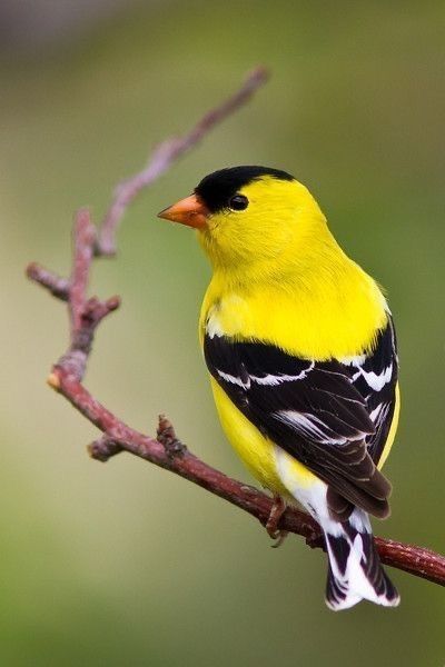 Bird Provocation, Yellow Finch, American Goldfinch, Bird Identification, Song Birds, Bird Watercolor Paintings, Finches, Rare Birds, Goldfinch