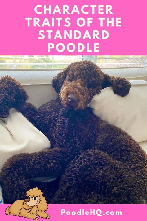 Poodle Cuts Standard, Standard Poodle Haircut Styles Winter, Poodles Haircut Styles, Chocolate Poodle Standard, Poodle Tail Styles, Standard Poodle Grooming Styles, Chocolate Standard Poodle, Male Standard Poodle Haircut Styles, Black Standard Poodle Haircut Styles