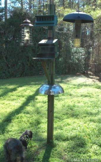 10 Brilliant DIY Squirrel-Proof Bird Feeder Ideas - Garden Lovers Club Bird Feeder Station, Squirrel Baffle, Bird Feeder Plans, Bird Feeder Poles, Squirrel Proof Bird Feeders, Wooden Bird Feeders, Homemade Bird Houses, Bird Feeding Station, Homemade Bird Feeders