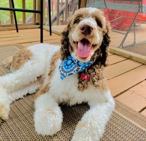 Springer Spaniel Poodle Cross, Sproodle Dogs, Springer Doodle, Layered Coats, Sproodle Puppies, Best Puppy Food, Doodle Dogs, Ideal Family, Hybrid Dogs