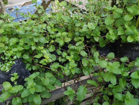 Daun Mint, Grapes, Herbs, Mint, Fruit, Plants, Quick Saves