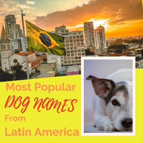 Dog Names From Latin America Tough Dog Names, Most Popular Dog Names, Popular Dog Names, Portuguese Words, Best Dog Names, American Dog, Great Names, Older Dogs, Tiger Stripes