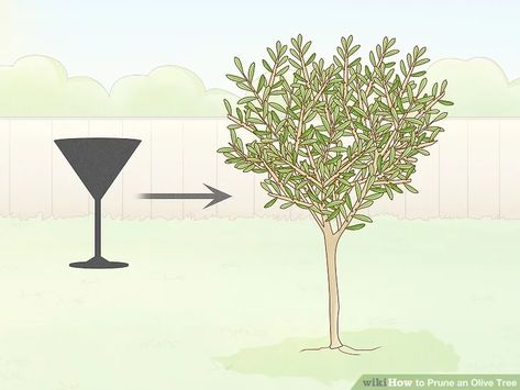 How to Prune an Olive Tree: 14 Steps (with Pictures) - wikiHow Pruning Olive Trees, Sweet Olive Tree, Olive Tree Care, Olive Trees Landscape, Olive Trees Garden, Fruit Trees Backyard, Potted Olive Tree, Growing Olive Trees, Fence Plants