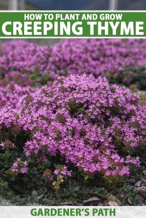 Red Creeping Thyme, Wellness Cafe, Florida Gardens, Groundcover Plants, Backyard Plans, Herbs Growing, Homestead Gardening, Thyme Plant, Creeping Thyme