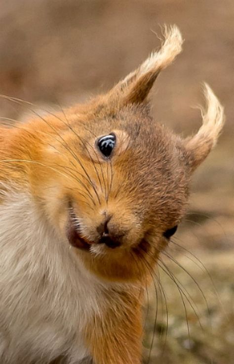 Hello - is it me you're looking for? ♬ ♩ ♪                              … Squirrel Pictures, Cute Squirrel, A Squirrel, Red Squirrel, Cute Animal Pictures, Happy Animals, Cute Creatures, Sweet Animals, Funny Animal Pictures