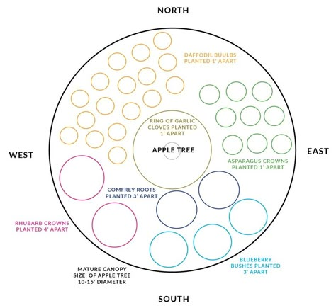 Your Growing Zone Number + Fruit Tree Guild Peach Guild, Apple Tree Guild, Fruit Tree Guild, Tree Guild, Fruit Tree Garden, Food Forest Garden, Orchard Design, Orchard Garden, Potager Garden