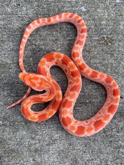 Corn Snake Cute, Corn Snakes, Reptile Pets, Rare Albino Animals, Pet Snakes, Cute Snakes, Pretty Snakes, Colorful Snakes, Coral Snake