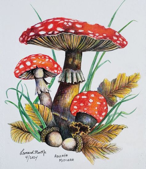 A colored pencil drawing of Amanita Muscaria. One of about 600 species of Amanita. This one can induce dreamlike and sedative states of being. Other varieties can be deadly. You may remember these from Alice in Wonderland. #coloredpencilart#coloredpencil#coloredpencildrawing#coloredpencilartwork#amanita#amanitamuscaria#muscaria#psycheldelic#mushrooms#poisionous Mushroom Drawing Color, Painting Colour, Amanita Muscaria, Mushroom Drawing, Colored Pencil Drawing, Color Pencil Art, Color Pencil Drawing, Colored Pencil, Pencil Drawing