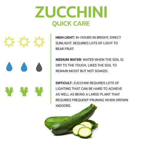 If you missed our earlier post we have a brand new article up on site that talks about how to grow zucchini indoors. Zucchini is very light intensive, and this is probably the biggest blocker to growing indoors. It's recommended to use a grow light to hit its high requirements, especially in the winter when light can be less intense. For the full guide check out our site! How To Grow Zucchini, Zucchini Plant, Grow Zucchini, Growing Zucchini, Zucchini Plants, Easy Plants To Grow, Plants Ideas, Fruit Mixes, Easy Plants