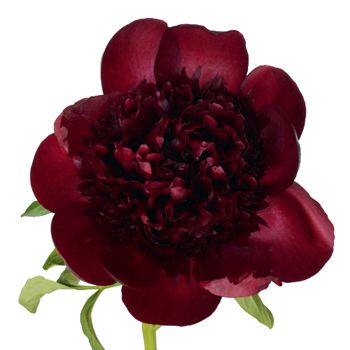 Burgundy Red Peony Flower August Delivery Red Peony Flower, Lisianthus Flowers, Mini Calla Lilies, Delphinium Flowers, Wholesale Flowers Wedding, Red Peony, Blue Delphinium, Red Charm, Wholesale Roses