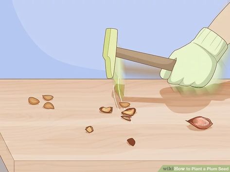 How to Plant a Plum Seed (with Pictures) - wikiHow Plum Seed, Household Plants, Stone Fruits, Plum Tree, Home Vegetable Garden, Tree Seeds, Stone Fruit, Types Of Stones, Grow Your Own