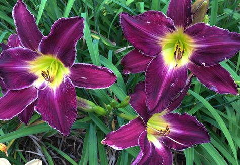 A progression of blooms in the daylily border delights me with new flowers every day. Enchanted Gardens, New Flowers, Enchanted Garden, Cape Cod, Perennials, Landscape Design, Enchanted, Boston, Every Day