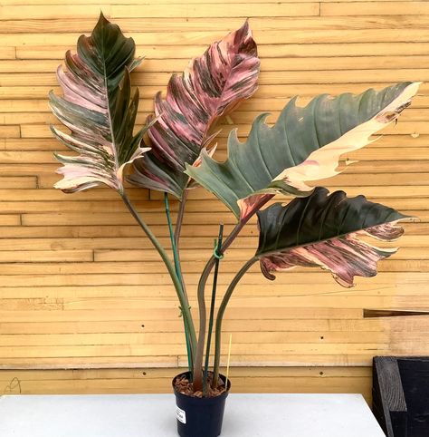 Philodendron 'Caramel Marble' - Asstd. Sizes | Down to Earth Philodendron Caramel Marble, Philodendron Caramel, Pink Plants, Fairy Homes, Pink Plant, Down To Earth, Fairy Houses, Plant Lady, Tropical Plants