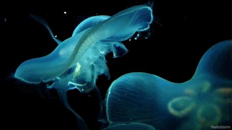 JELLYFISH tumblr_m6p6o5xuxh1qjhxrjo1_500.gif (455×256) Fish Gif, Blue Jellyfish, Animated Banners, Beautiful Sea Creatures, This Is Your Life, Water Life, Ocean Vibes, Ocean Creatures, Romantic Art