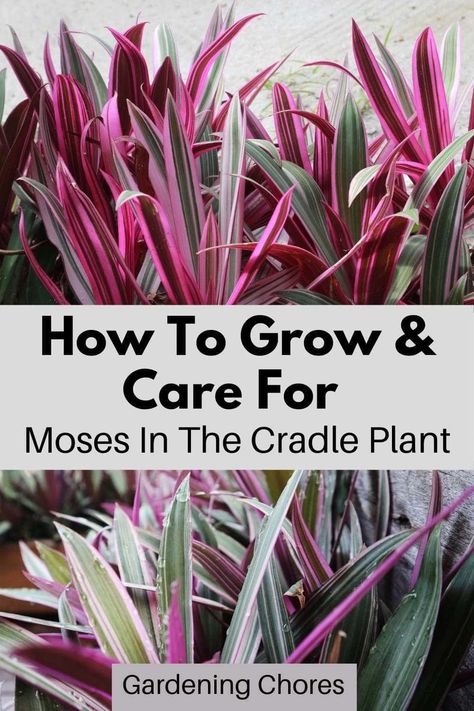 Moses In The Cradle Plant: How To Care For Tradescantia Spathacea Moses In The Cradle Plant, Moses In The Cradle, Oyster Plant, Succulent Garden Diy, The Cradle, Succulents In Containers, Herbaceous Perennials, Room With Plants, Fact Sheet