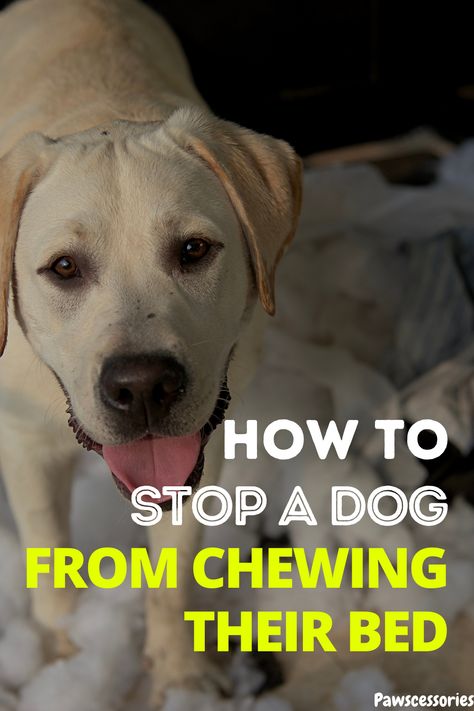 If your dog is constantly chewing his bed and you are fed up. Here are some simple steps to stop your dog from chewing his bed. Stimulating Dog Toys, Durable Dog Bed, Bed Simple, Dog Health Tips, Up Dog, Dog Facts, Dog Care Tips, Leaving Home, Fed Up